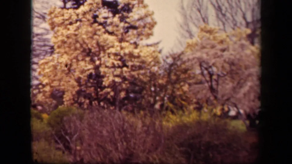 1943 Washington, DC park scene with pale blossoms, layered shrubs, bare tree limbs, and visible 8mm film borders.