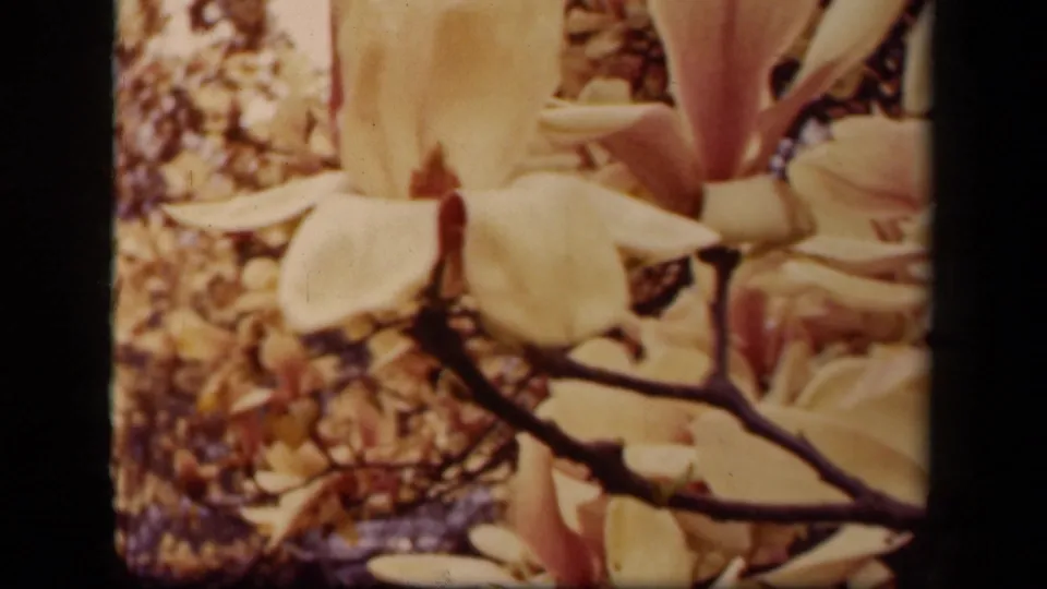 Close 8mm frame of pale magnolia blossoms and buds on branches in the Washington DC garden sequence.
