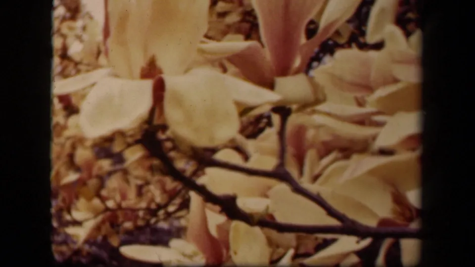 A close 1943 Washington DC home-movie view of magnolia blossoms on branches, with warm foliage blurred behind them.
