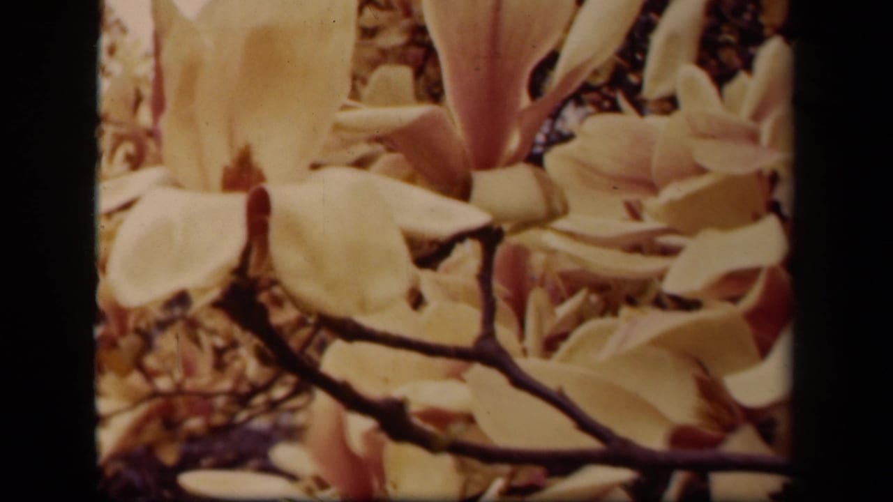 1943 Washington, DC home-movie frame showing pale magnolia blossoms clustered around dark branches.