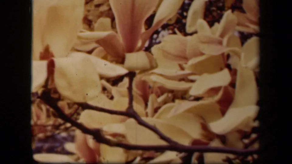Close 8mm view of magnolia blossoms in bloom, with pink centers and dark branches against soft foliage.