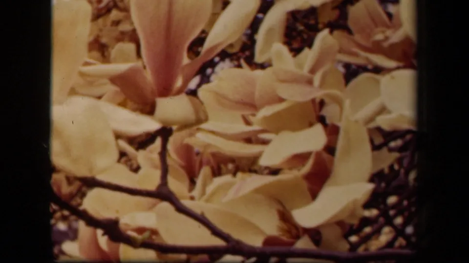 Washington, DC 1943 home-movie still of clustered magnolia blossoms framed by crossing branches.