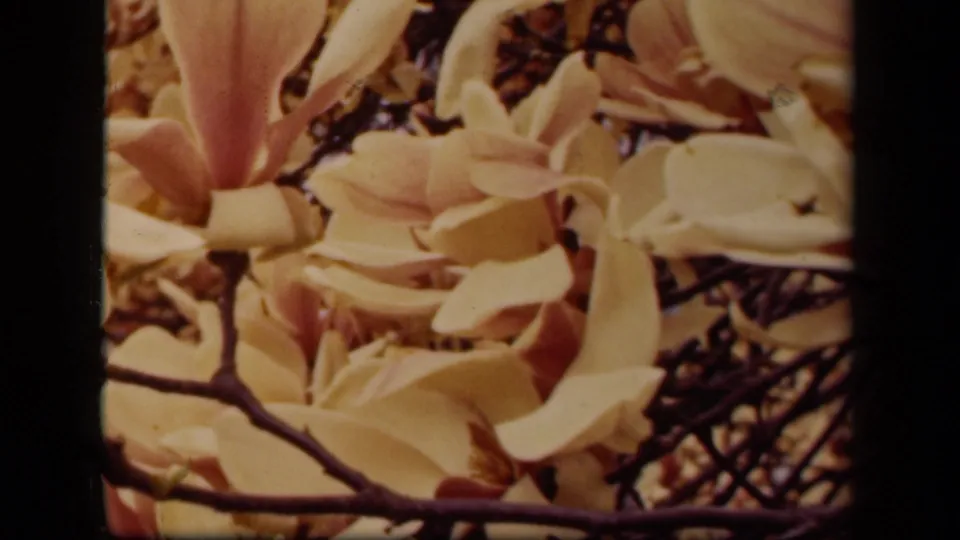 Soft 8mm frame of magnolia blossoms in bloom, with warm faded color and dark branches crossing the view.