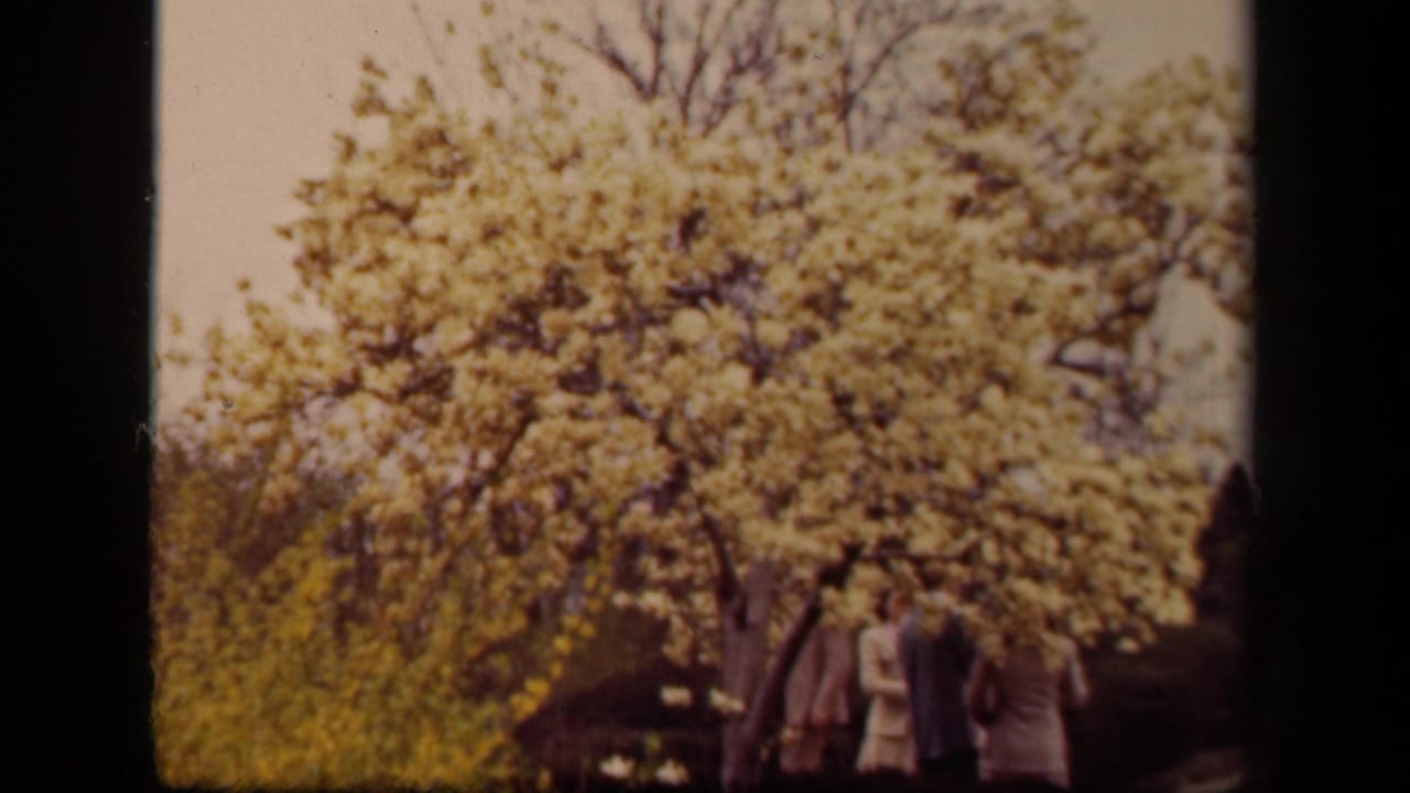 Adults stand beneath a large flowering tree in a soft, faded 8mm frame.