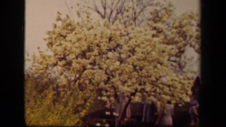 1943 Washington, DC 8mm frame with a flowering tree dominating the view and adults partly visible near the lower edge.