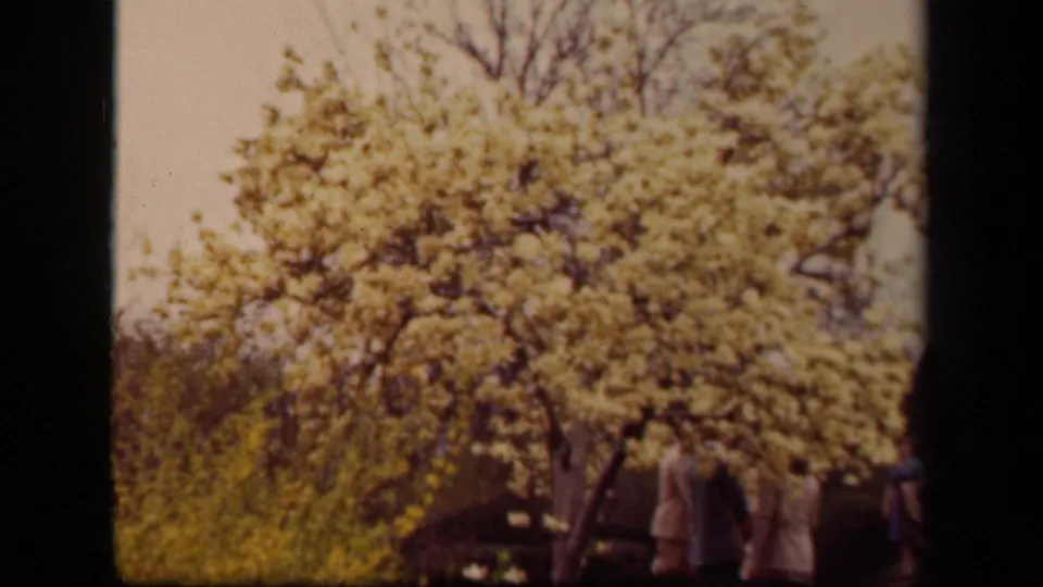 Faded 8mm frame from 1943 Washington, DC showing adults beneath a blooming tree with shrubs and film gate darkness at the sides.