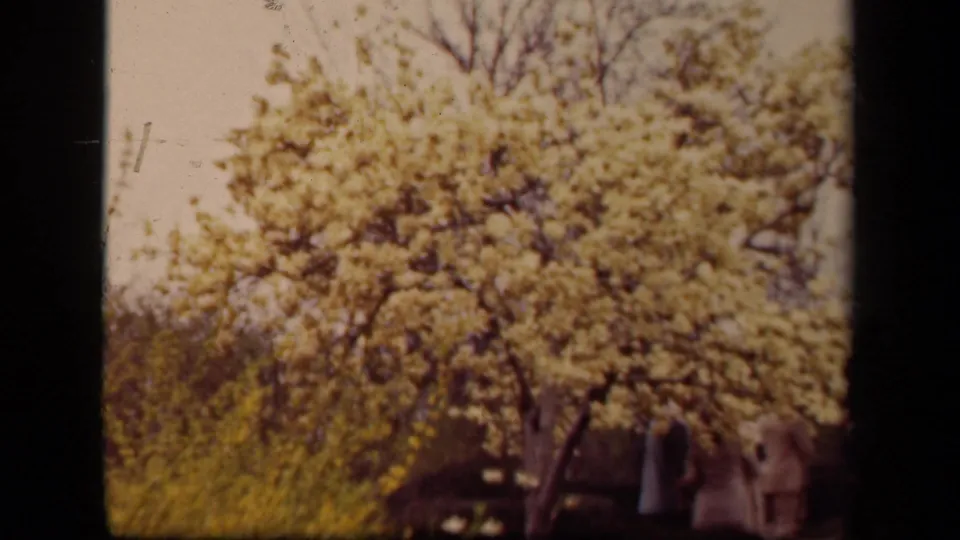 1943 Washington, DC home-movie frame showing adults from behind under a flowering tree, with a dark low structure in the background.
