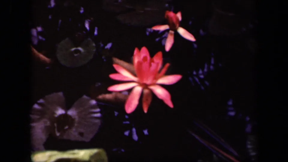 1943 Washington, DC 8mm frame showing a bright pink water lily and lily pads in a shadowed pond.