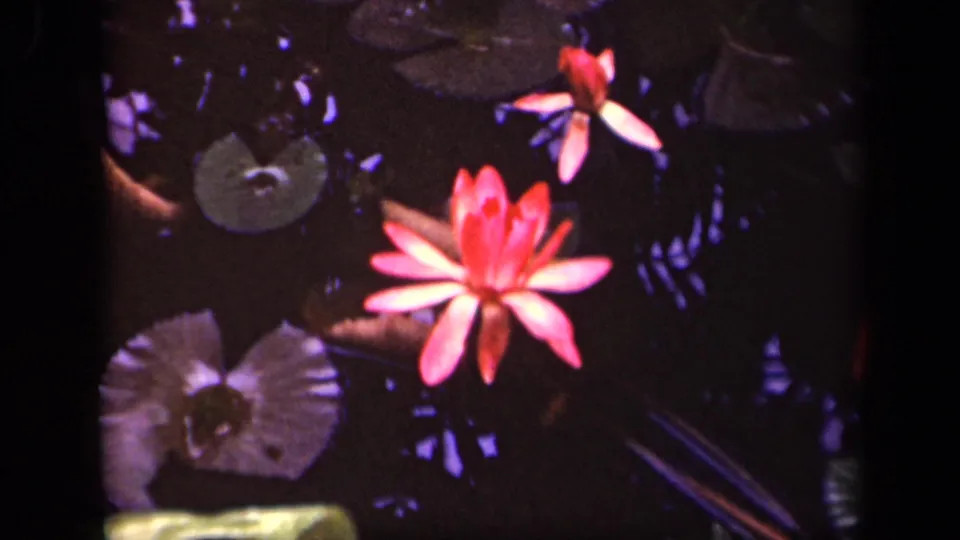 1943 Washington, DC home-movie frame with pink water lilies, lily pads, and dark reflective pond water.