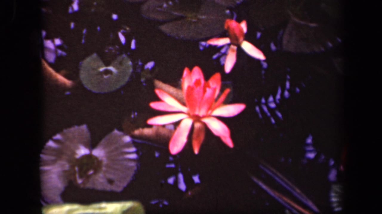 Red water lily floating among lily pads on dark pond water.