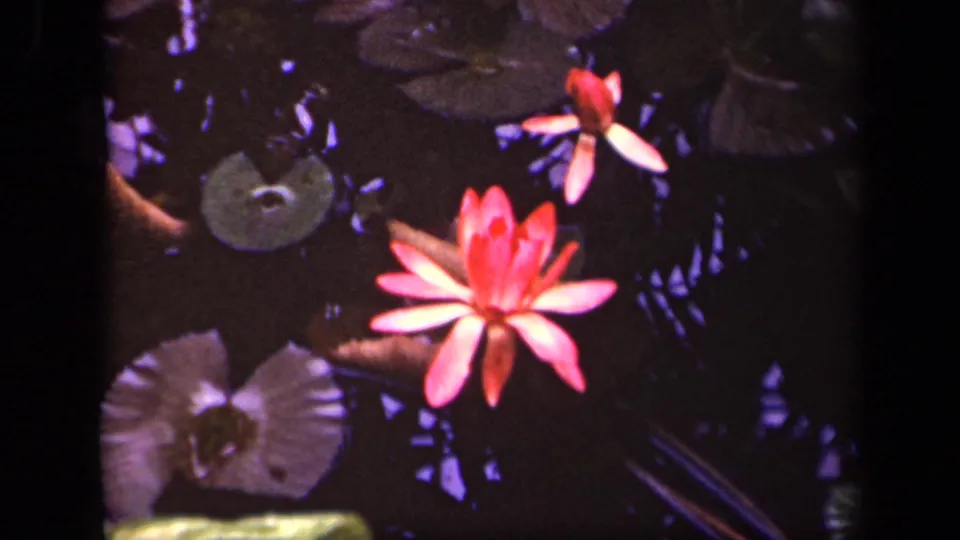 Red water lily remains centered against dark pond water and lily pads in 1943 Washington, DC 8mm footage.