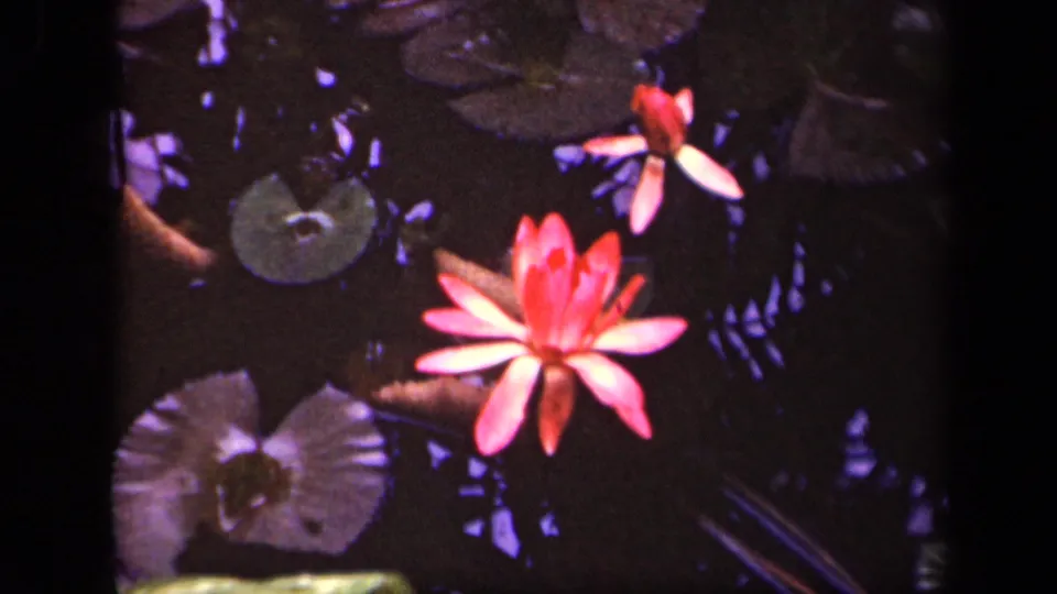 Soft 8mm frame of a red water lily with lily pads and dark reflections, attributed to 1943 Washington, DC.
