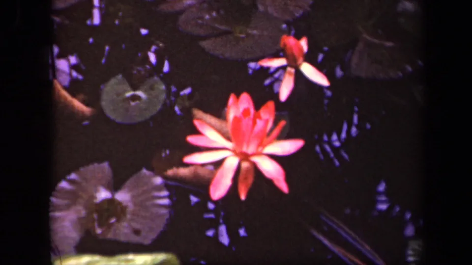 Final frame shows the red water lily, lily pads, and dark pond reflections in 1943 Washington, DC home-movie footage.