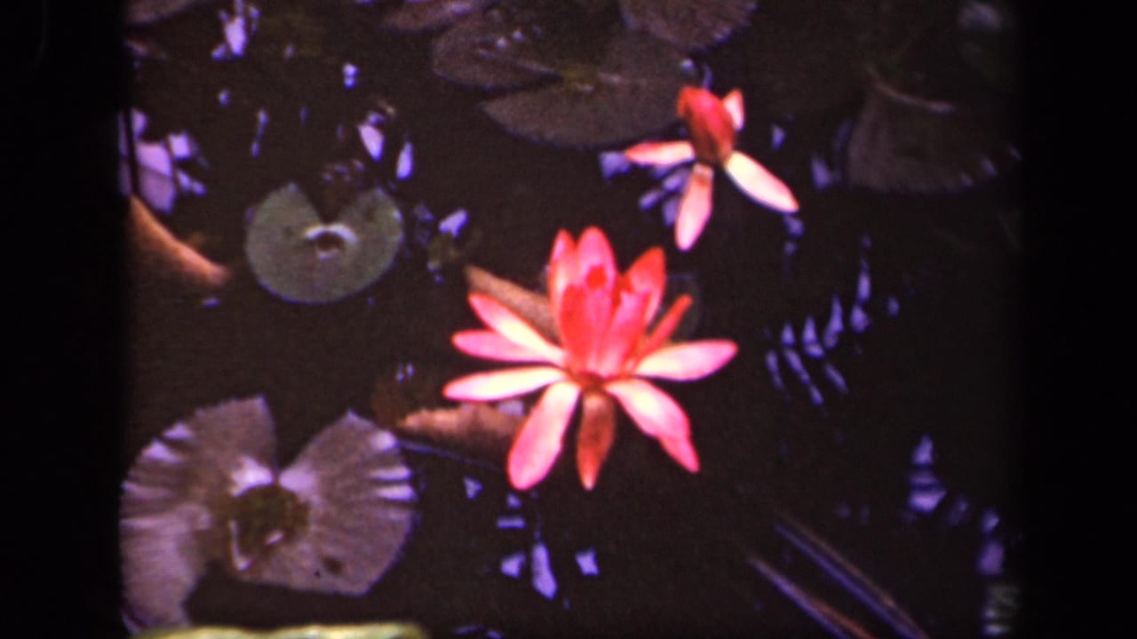Pink water lily floating among lily pads on dark pond water.
