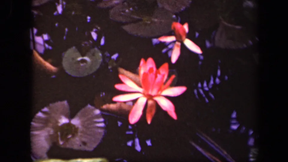 1943 Washington, D.C. 8mm frame showing a pink water lily, green lily pads, and dark reflective pond water.