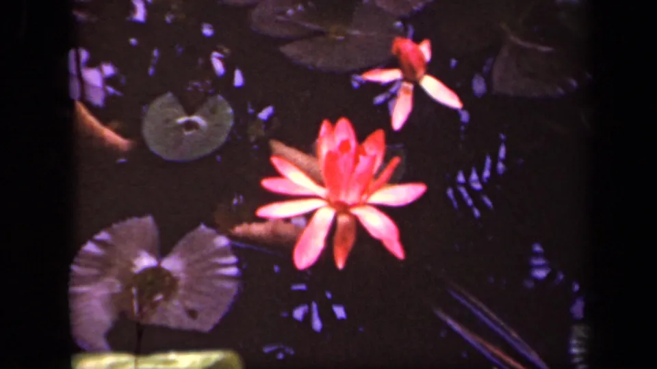 1943 Washington, D.C. home-movie frame with a bright pink water lily, lily pads, and reflected foliage on pond water.