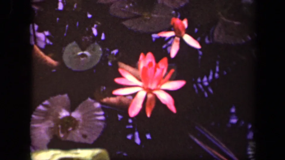 1943 Washington, D.C. 8mm frame showing a pink water lily near pale and green lily pads on a shaded pond.