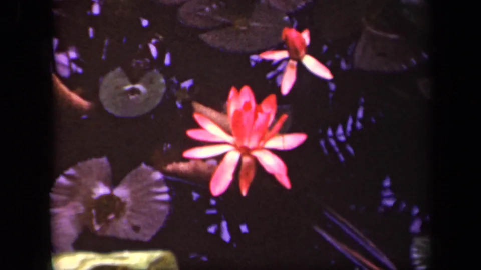 1943 Washington, D.C. home-movie frame of a pink water lily surrounded by lily pads and dark reflected foliage.