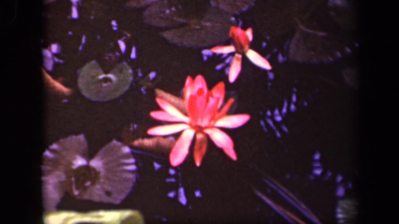 Pink water lily and lily pads on dark pond water.