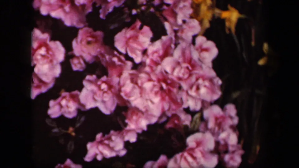 1943 Washington, DC 8mm frame showing clustered pink blossoms with dark surrounding foliage.