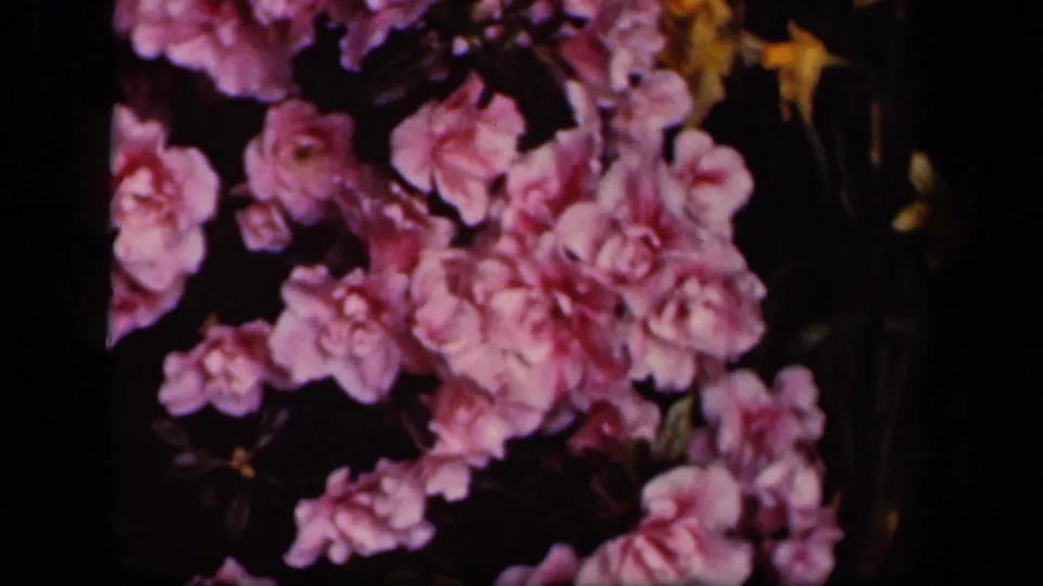 1943 Washington, DC 8mm frame with fuchsia-pink blossoms crowded across a dark garden background.