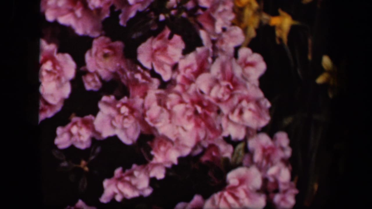 Soft 8mm close-up of pink flowering branches, likely part of a 1940s Washington, DC home-movie sequence.