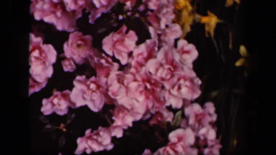 Close floral detail with pink blooms and yellow flowers in a softly exposed 8mm frame from the Washington, DC clip.