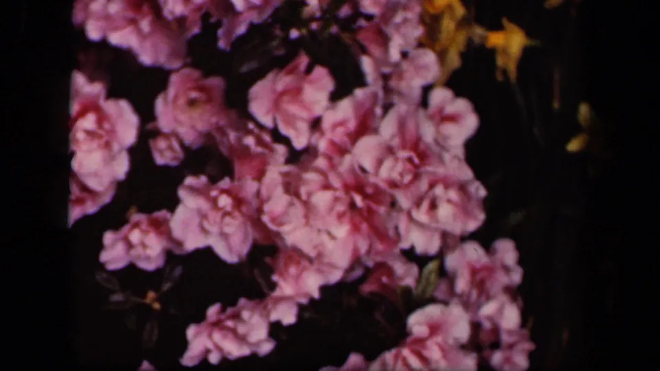 Another close 8mm view of pink spring blossoms, with dark branches and soft exposure in the home-movie footage.