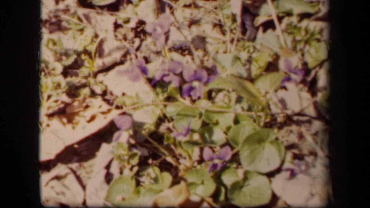 Close view of purple violets among green leaves, twigs, and dry brown leaves.