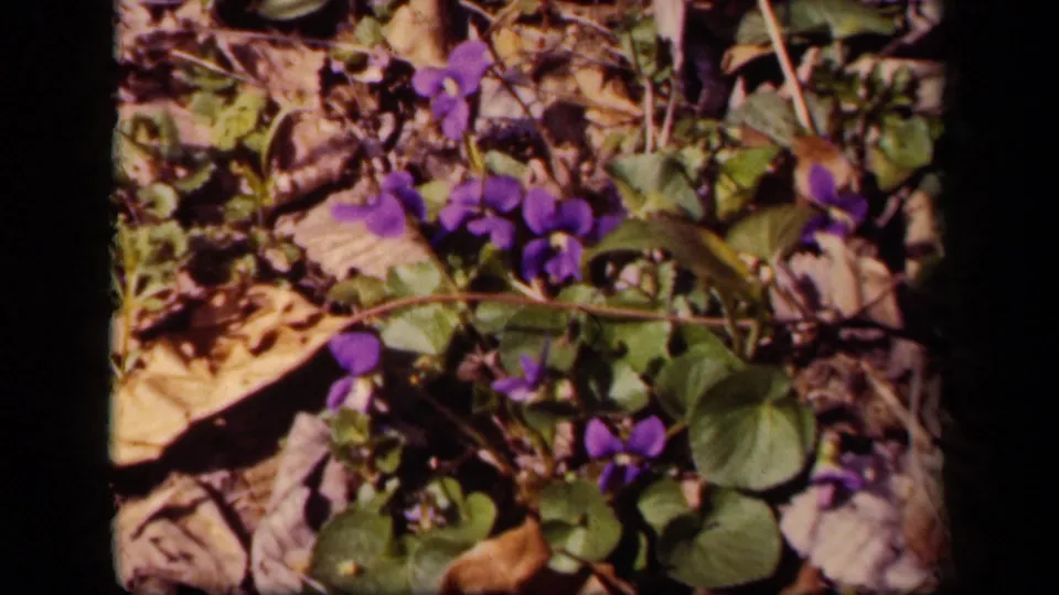 Ground-level flower close-up from the Washington, DC home movie, showing purple violets, rounded green leaves, and dry leaf litter.