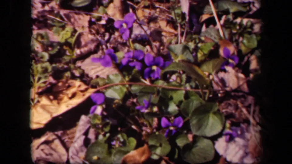 Softly focused 8mm close-up of purple violets and green leaves on the ground, consistent with the 1943 Washington, DC home-movie sequence.