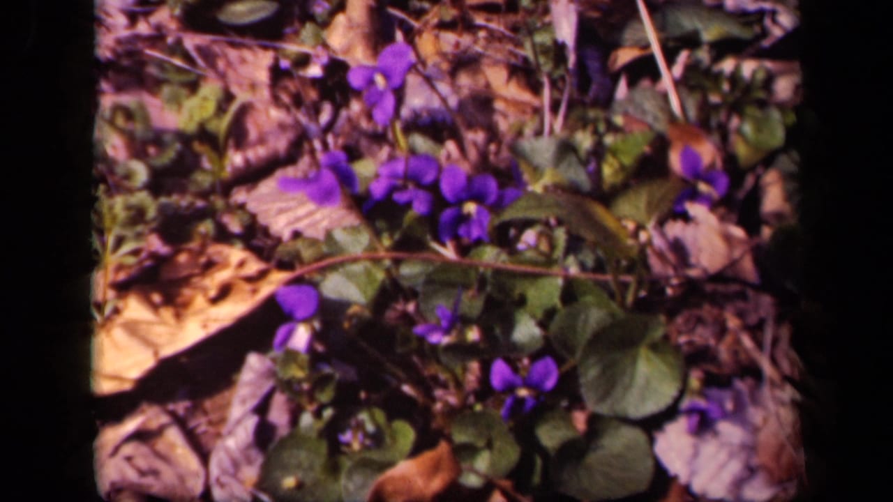 1943 Washington, DC 8mm frame showing purple woodland violets among fallen leaves and low green plants.