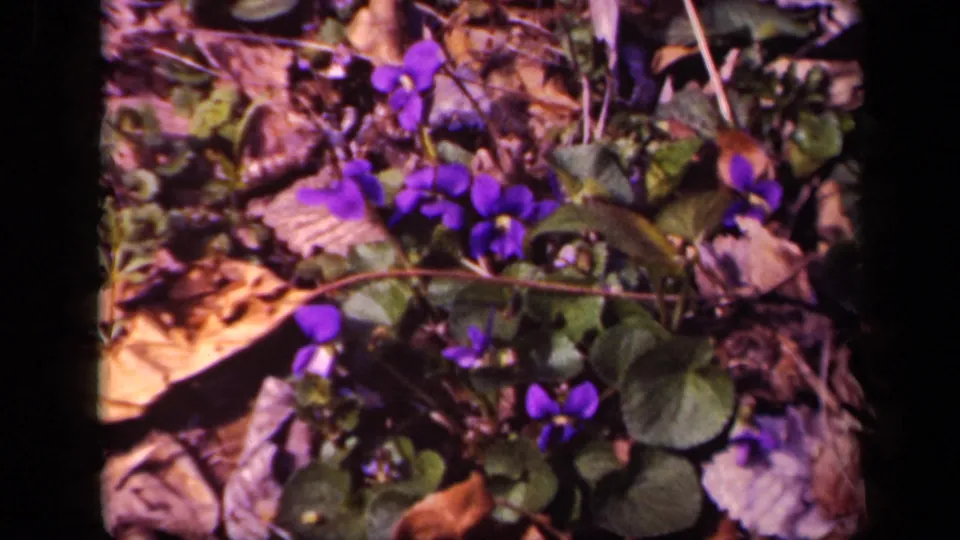 Metadata-supported 1943 Washington, DC frame of violet flowers scattered across leafy woodland ground.