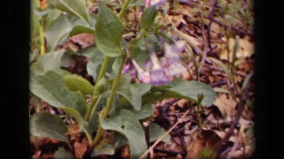 1943 Washington, DC 8mm frame showing pale bell-shaped woodland flowers and leafy stems in soft focus.