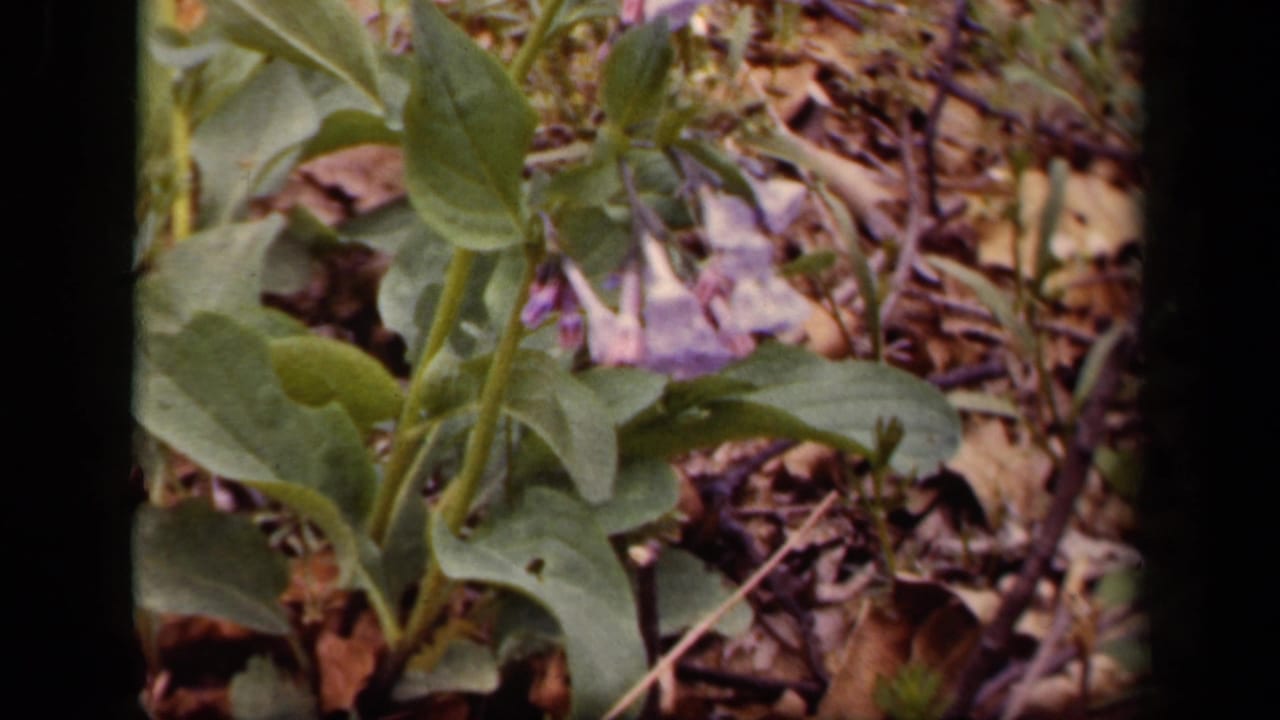 Purple bell-shaped flower among green leaves and dry woodland debris.