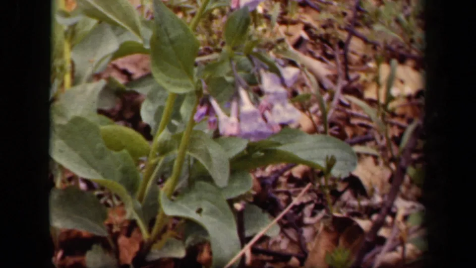 1943 8mm Washington, DC home-movie frame showing a purple flower, broad leaves, twigs, and fallen leaves on the ground.