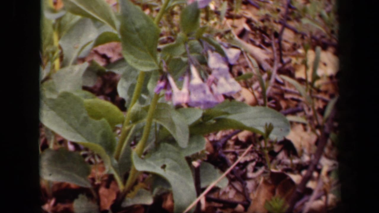 Green plant stems and leaves with purple blossoms near fallen leaves.