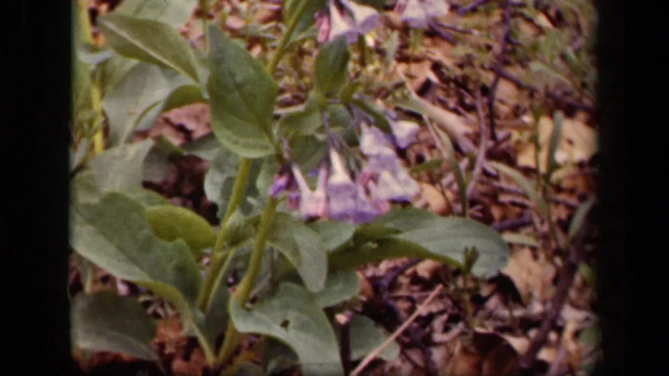 Washington, DC 1943 8mm frame showing the flower slightly shifted in view, with broad leaves and scattered woodland debris.
