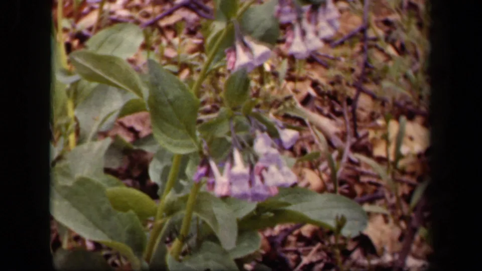 Final 1943 8mm frame of the purple flower in a natural Washington, DC setting, with leaves, stems, and dry woodland floor visible.
