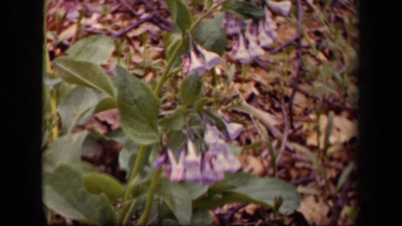 1943 8mm Washington, DC home-movie frame showing purple wildflowers, green leaves, and woodland ground debris.