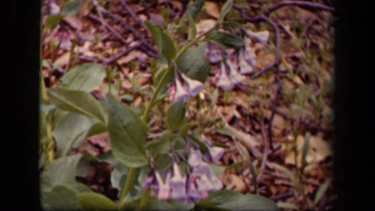 Close view of wildflowers, green leaves, twigs, and dry leaf litter.