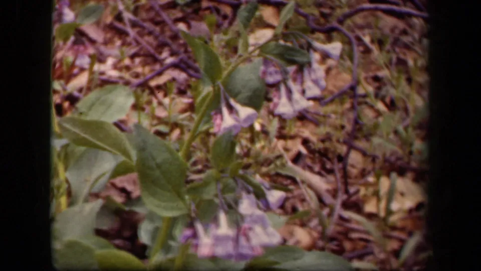 1943 Washington, DC home-movie frame with purple wildflowers, green leaves, and dry outdoor ground texture.
