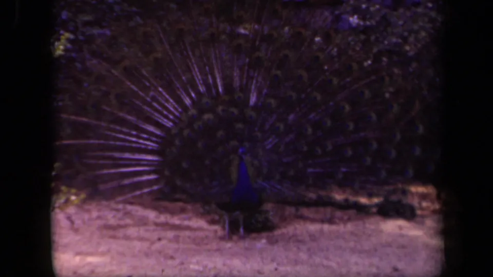 1943 8mm Washington, DC frame showing a peacock displaying its fanned plumage in an outdoor setting.