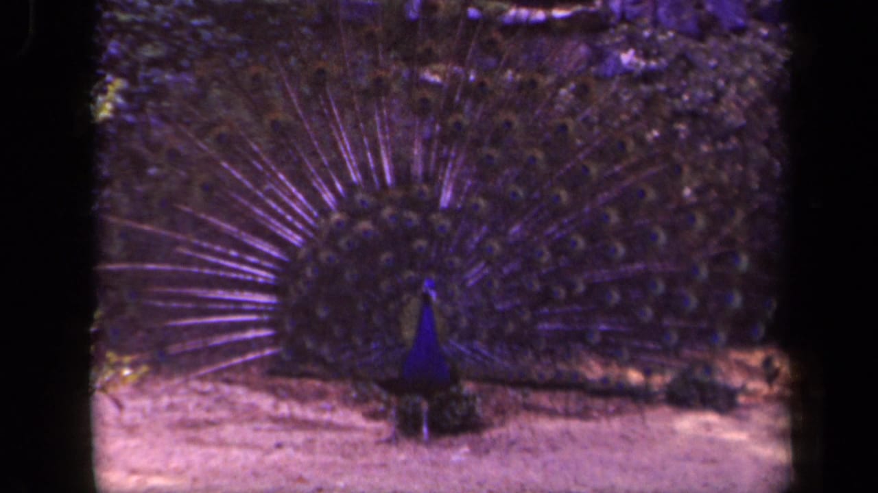 Peacock displaying a broad fan of tail feathers in 1943 Washington, DC 8mm home-movie footage with purple-blue color shift.