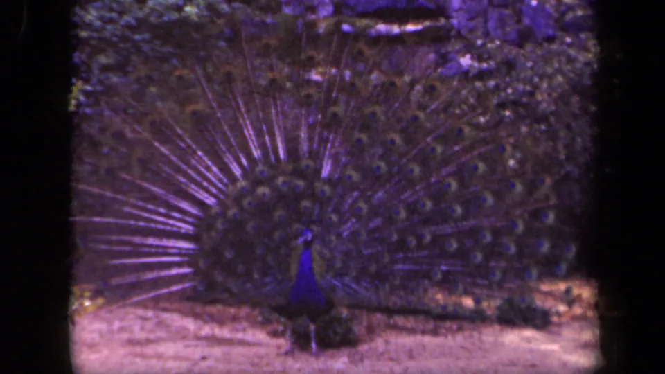 Front-facing peacock holds its fan-shaped plumage open in 1943 Washington, DC 8mm footage with magenta-blue aging effects.