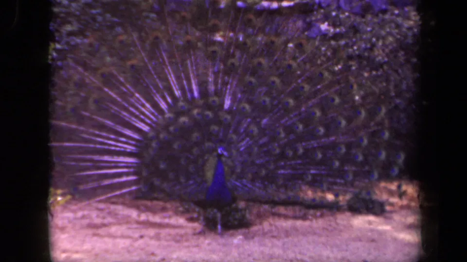 Soft 8mm frame of a peacock displaying tail eyespots and a blue body in Washington, DC footage from 1943.