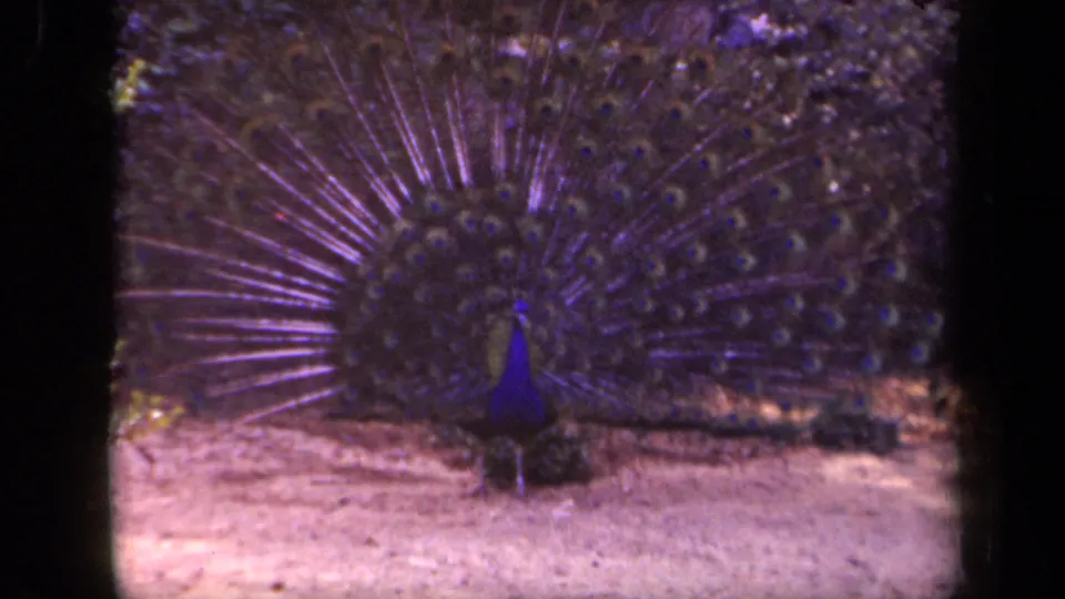 Peacock in a 1943 Washington, DC 8mm home movie stands on sandy ground with its tail fan open and dark foliage behind.
