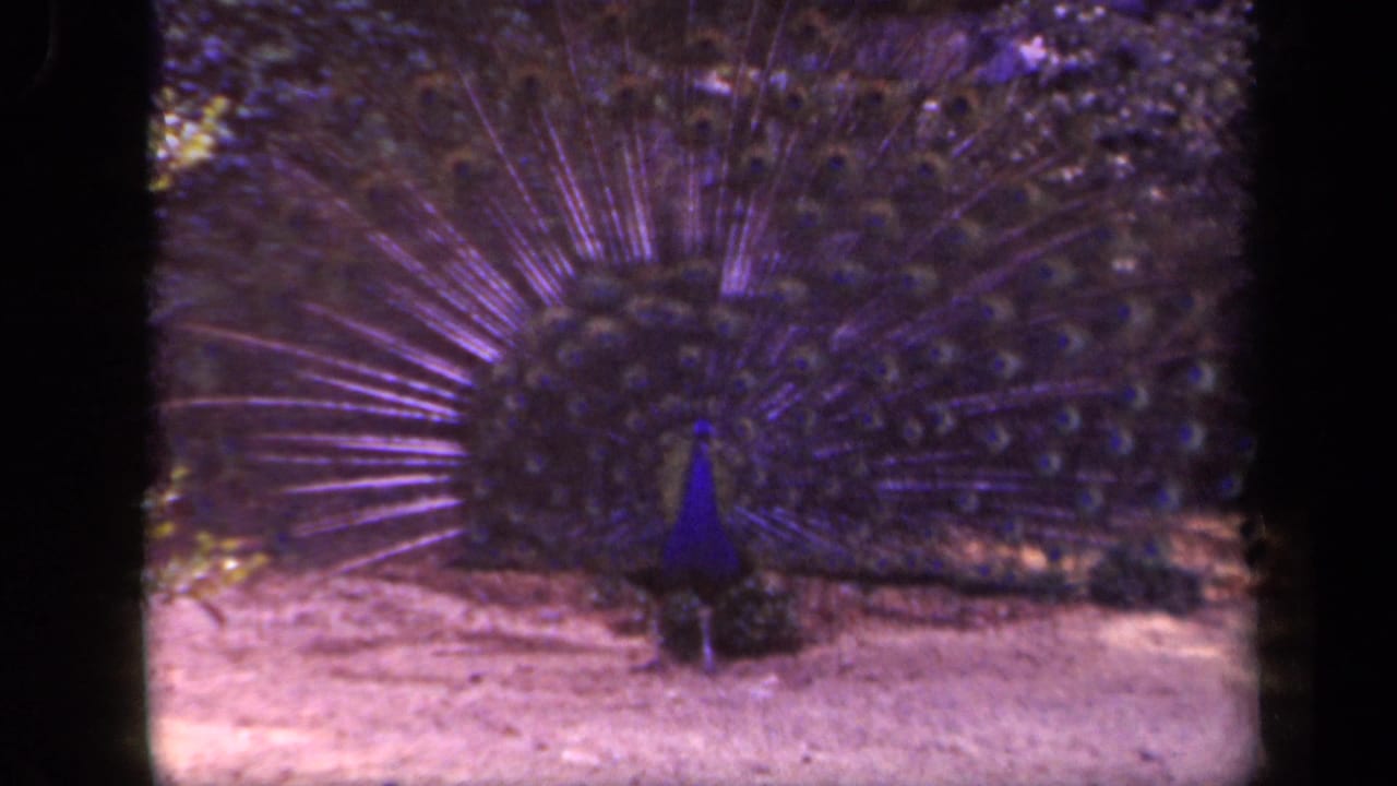 Peacock with tail feathers spread in a Washington, DC zoo enclosure, from 1943 8mm home-movie footage.