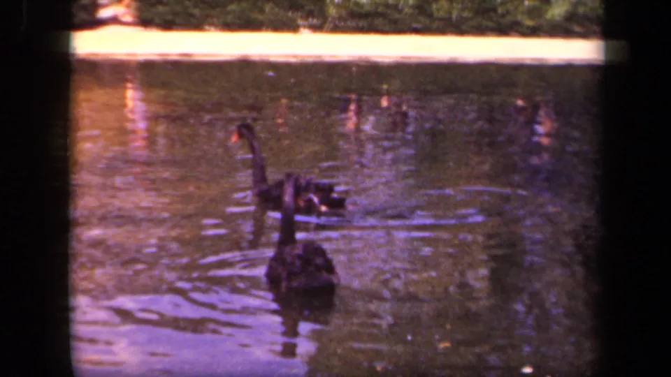 Black swans glide across a zoo pond in Washington, DC, with rippled water and a pale bank visible behind them.