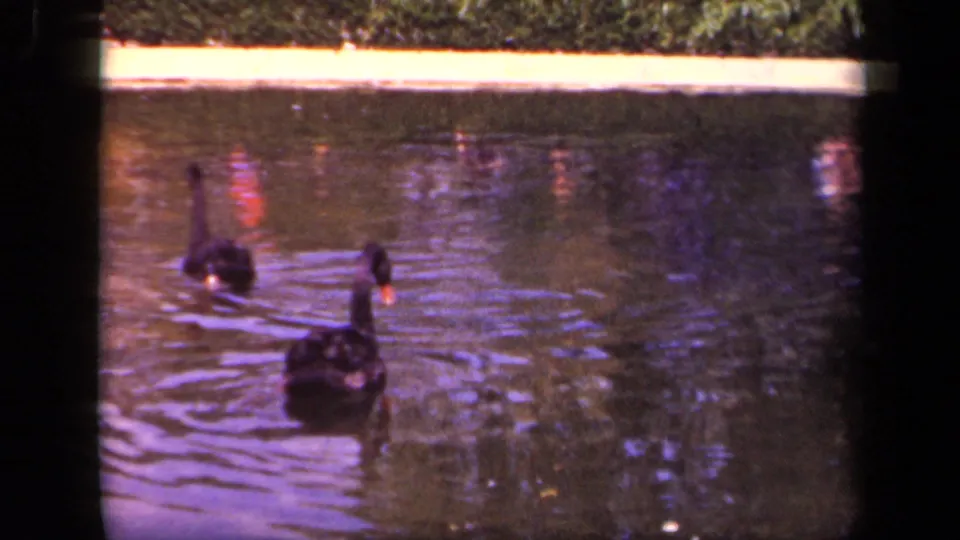 Two black swans cross a reflective zoo pond in 1943 Washington, DC home-movie footage.